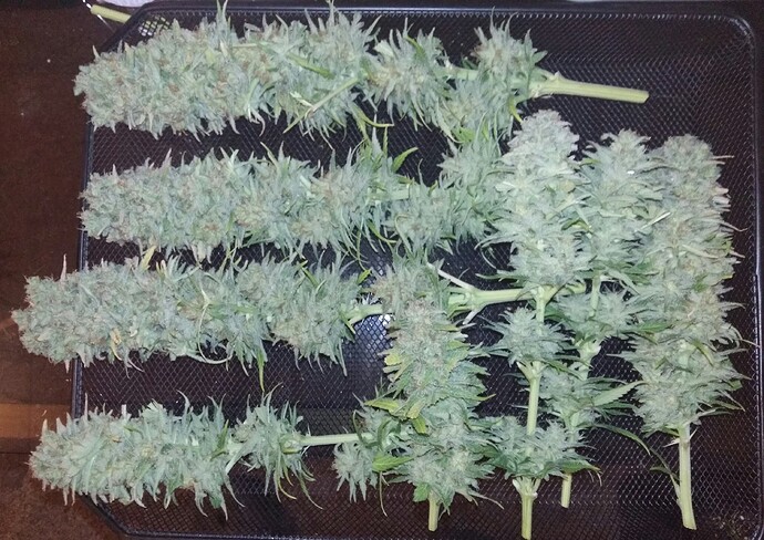 Growreport Bild 17