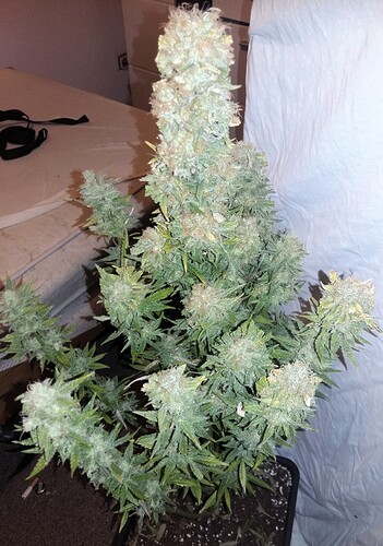Growreport Bild 3