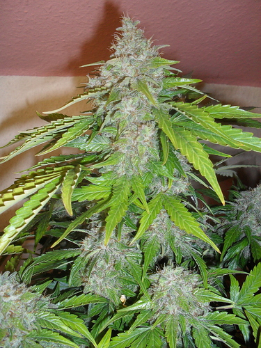 Growreport Bild 11