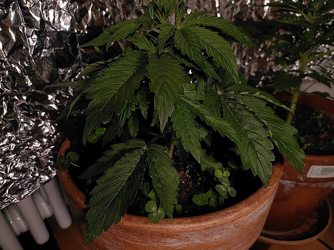 Growreport Bild 6