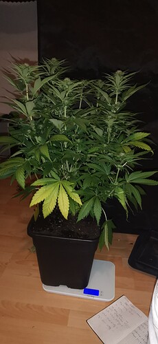 Growreport Bild 13
