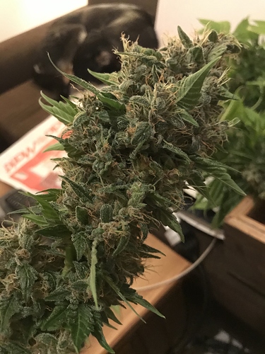 Growreport Bild 14