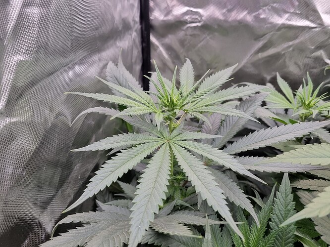 Growreport Bild 5