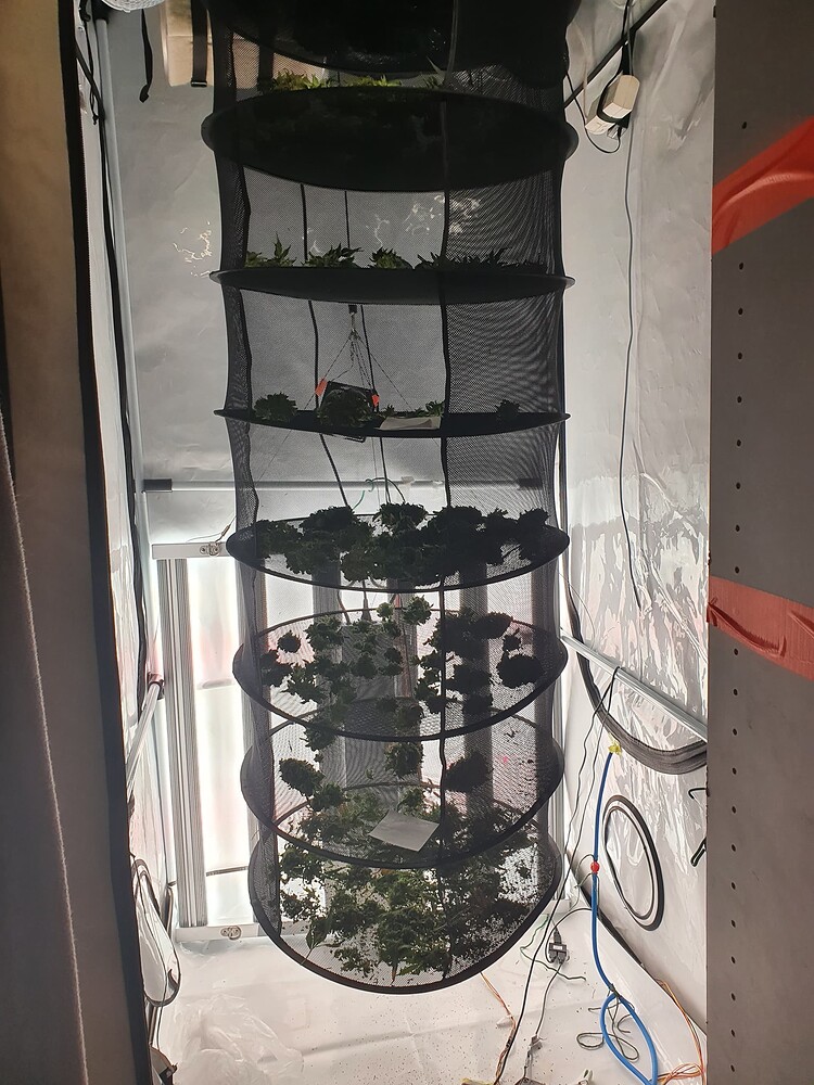 Bill's Kannabia Grow, Mineralisch, Autopotisch, Gut