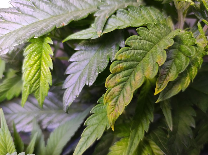 Growreport Bild 3