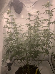 Growreport Bild 18