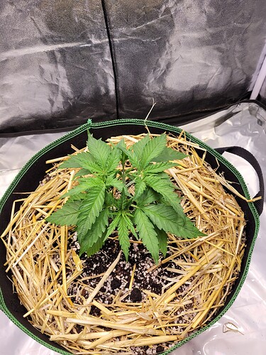 Growreport Bild 2