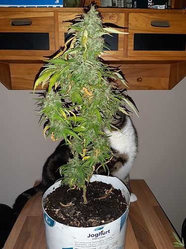Growreport Bild 3