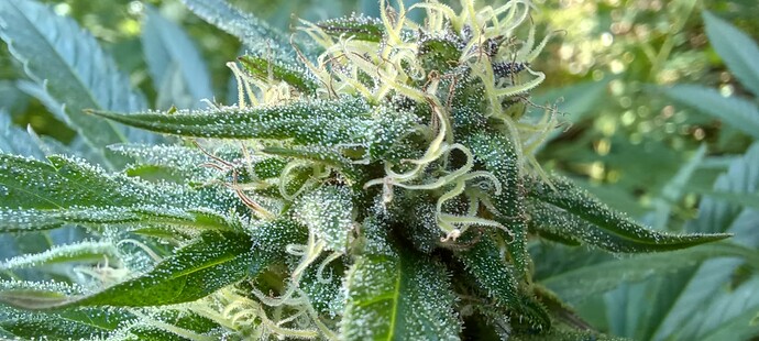 Growreport Bild 10