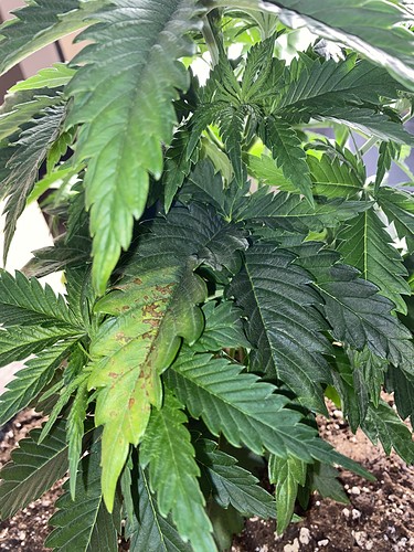 Growreport Bild 2