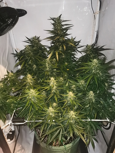 Growreport Bild 6