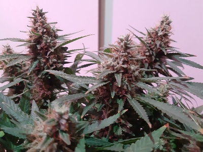 Growreport Bild 4