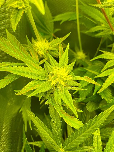 Growreport Bild 6
