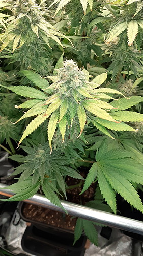 Growreport Bild 10
