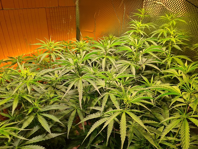 Growreport Bild 5