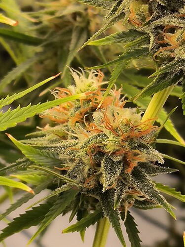 Growreport Bild 11