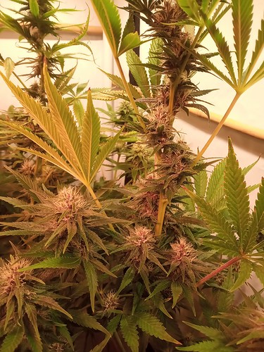Growreport Bild 15