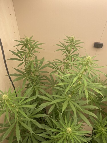 Growreport Bild 1
