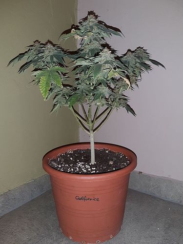Growreport Bild 1