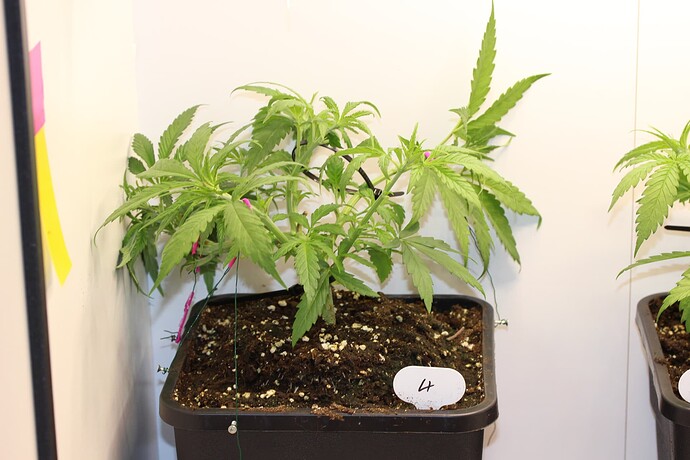 Growreport Bild 19