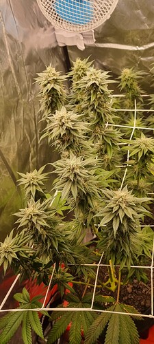 Growreport Bild 22