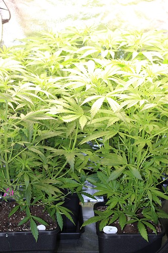 Growreport Bild 4