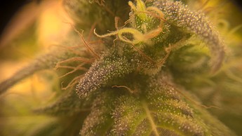 Growreport Bild 4