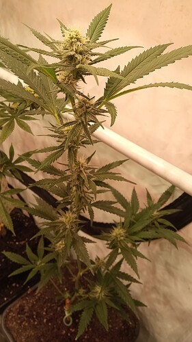 Growreport Bild 4