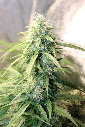 Growreport Bild 5