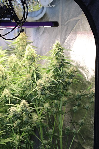 Growreport Bild 1