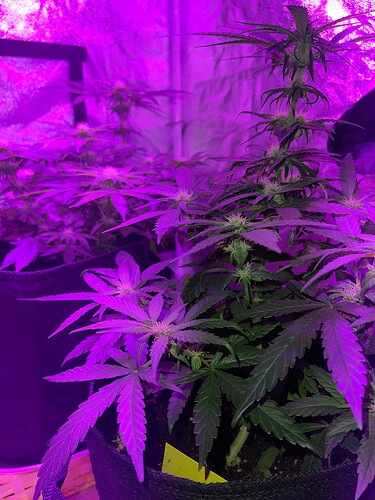 Growreport Bild 13