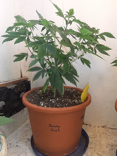 Growreport Bild 1
