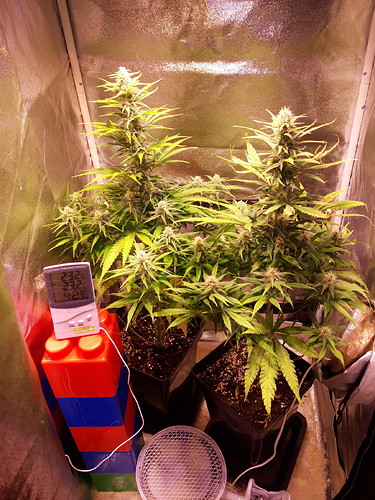 Growreport Bild 5