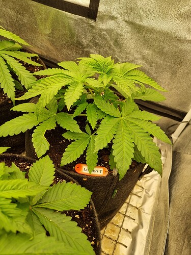 Growreport Bild 5