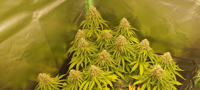 Growreport Bild 1