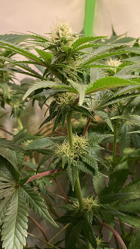 Growreport Bild 4