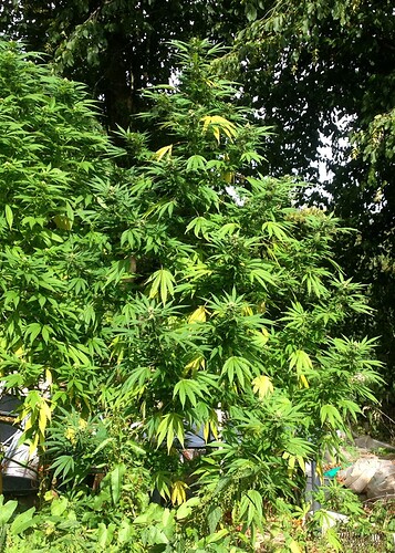 Growreport Bild 20