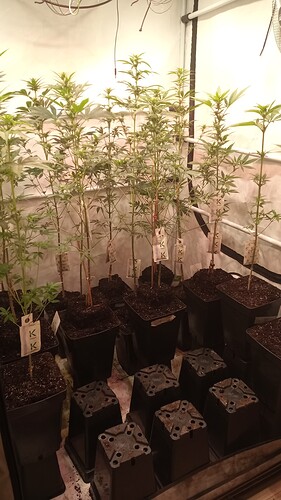 Growreport Bild 69