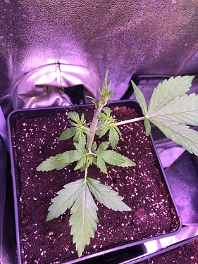 Growreport Bild 47