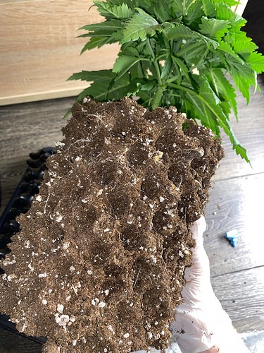 Growreport Bild 10