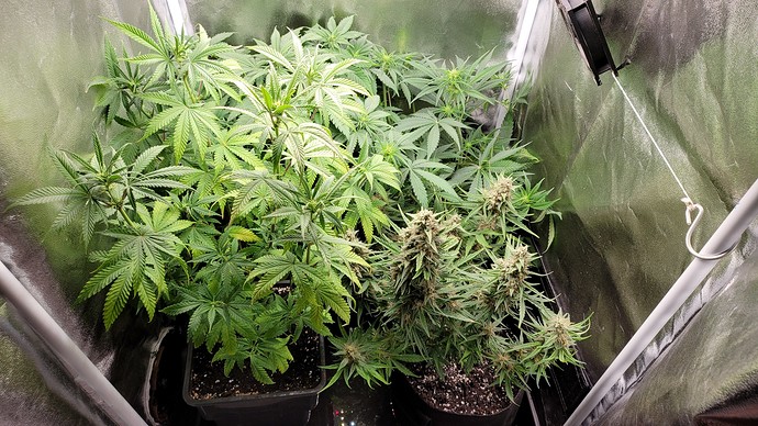 Growreport Bild 2