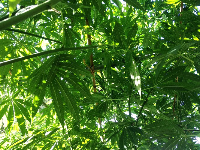 Growreport Bild 3
