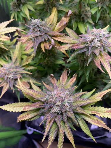 Growreport Bild 1
