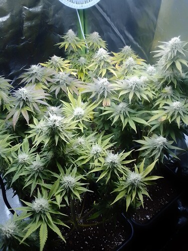 Growreport Bild 1
