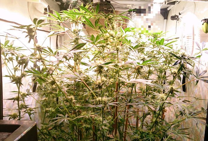 Growreport Bild 19
