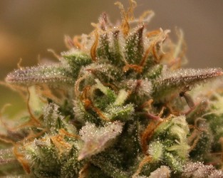 Growreport Bild 23