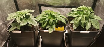 Growreport Bild 1
