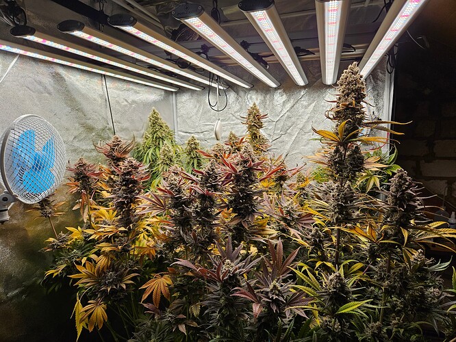 Growreport Bild 43