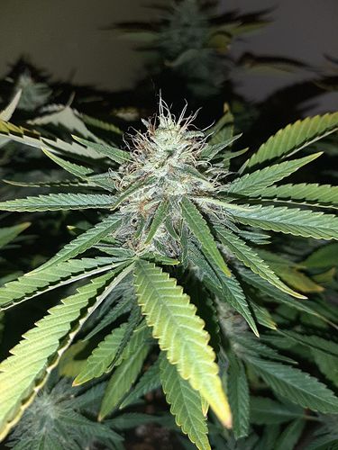 Growreport Bild 3