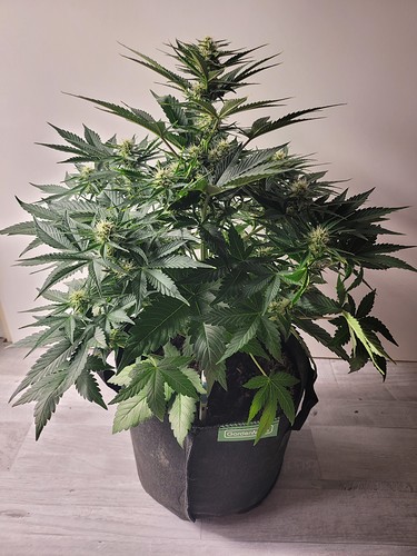 Growreport Bild 6